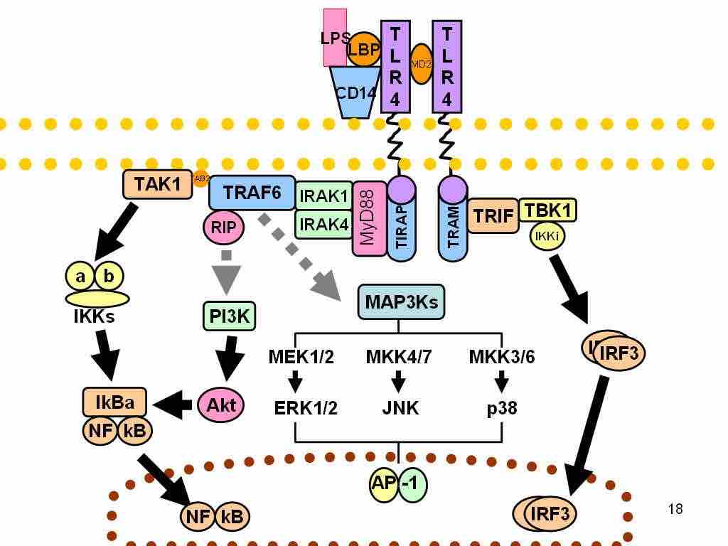 Signaling pathway