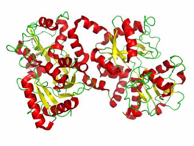 Lactoferrin