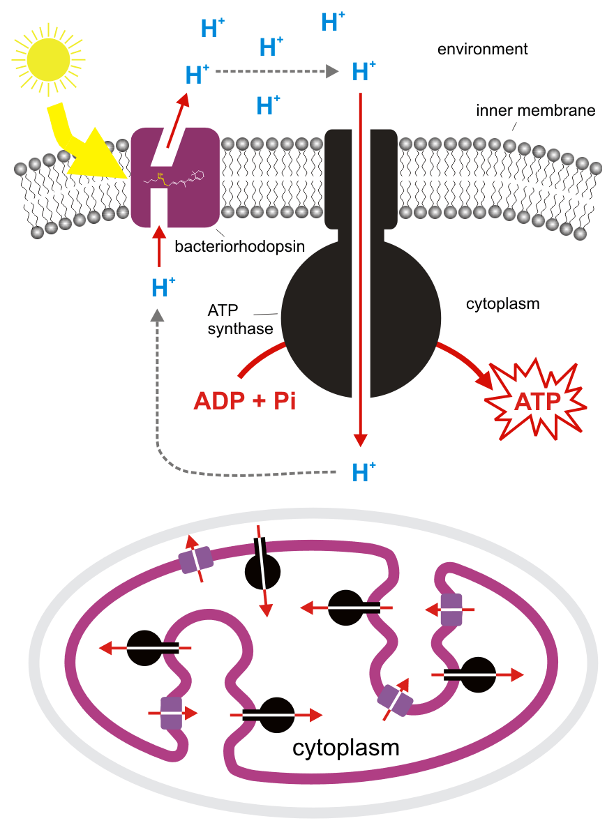 ATP generation via bacteriorhodopsin