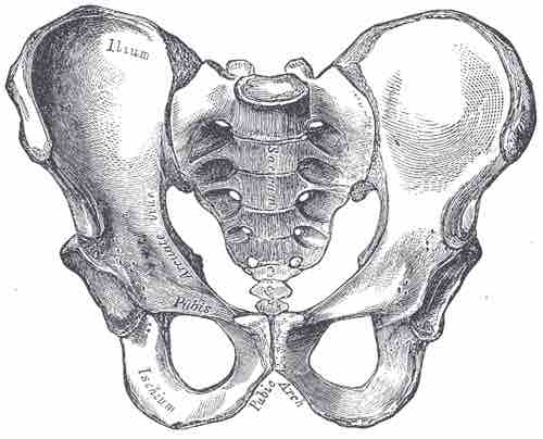 The Male Pelvis