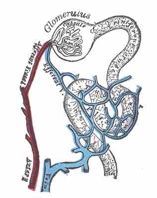 Distribution of blood vessels in cortex of kidney