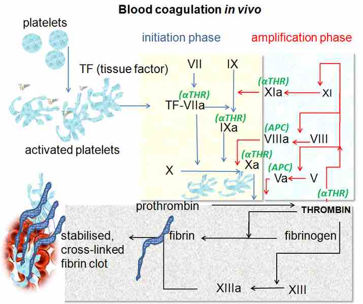 Blood Coagulation Pathways