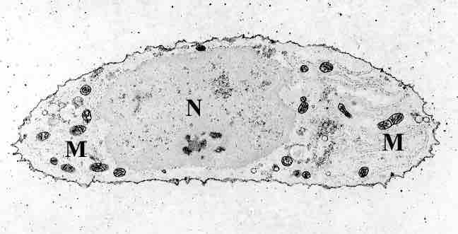 A chondrocyte