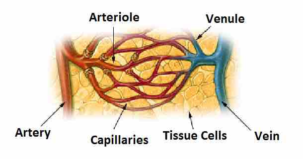 Capillary