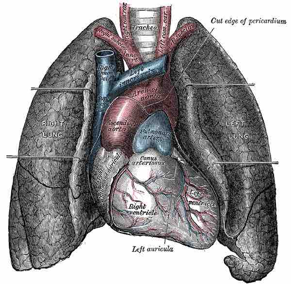 The human heart and lungs