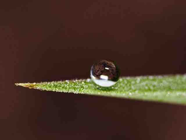 Water Droplet on Leaf