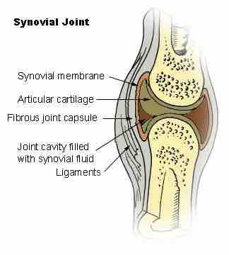 Synovial Membrane