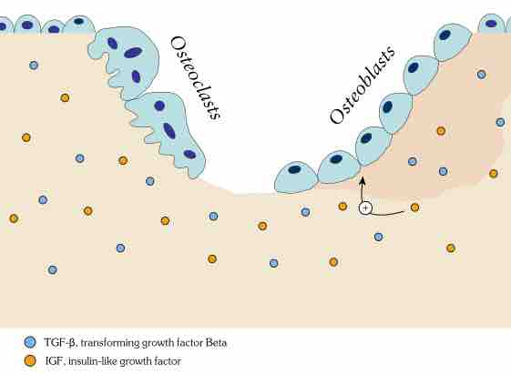Osteoclasts and Osteoblasts