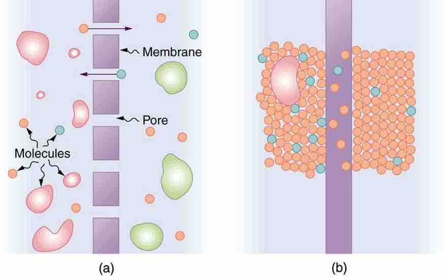 A Semipermeable Membrane