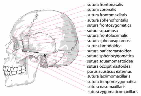 Lateral view of a skull showing sutures