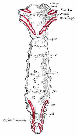 Sternum