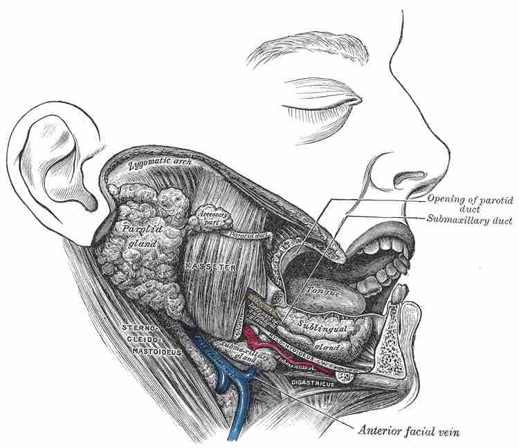 Location of the masseter muscle