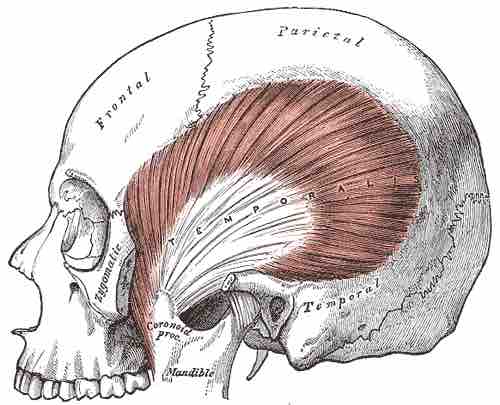 Location of the temporalis muscle