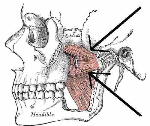 Location of the lateral pterygoid