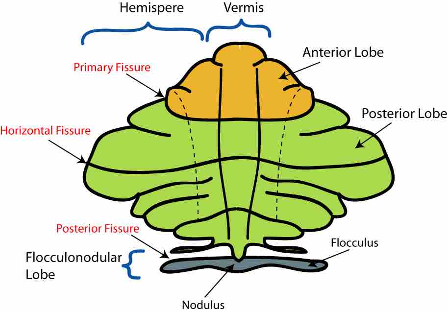 Divisions of the cerebellum