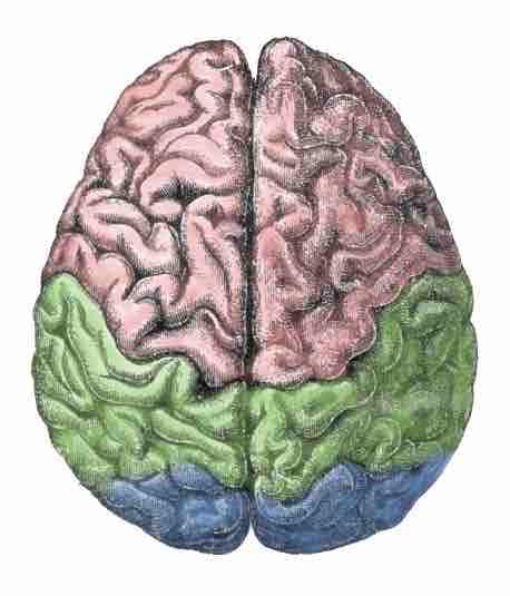 The hemispheres of the cerebral cortex