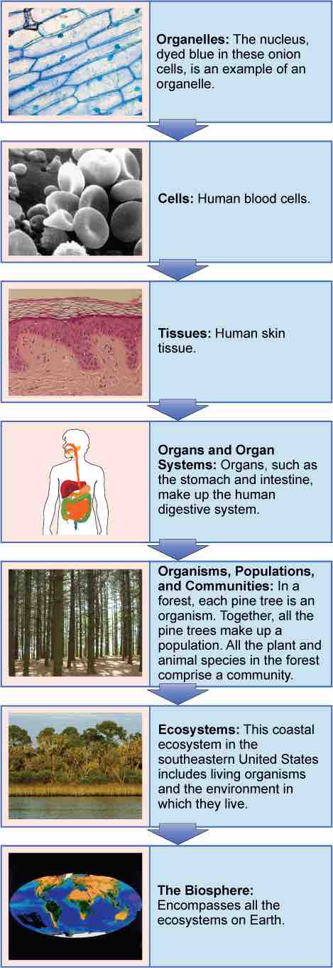 Biological Levels of Organization