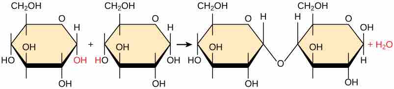 A dehydration synthesis reaction involving un-ionized moners. .