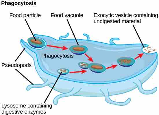 Lysosomes digest foreign substances that might harm the cell