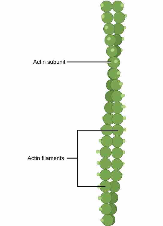 Microfilaments are the thinnest component of the cytoskeleton.