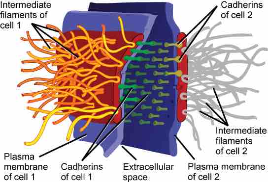 Desmosomes