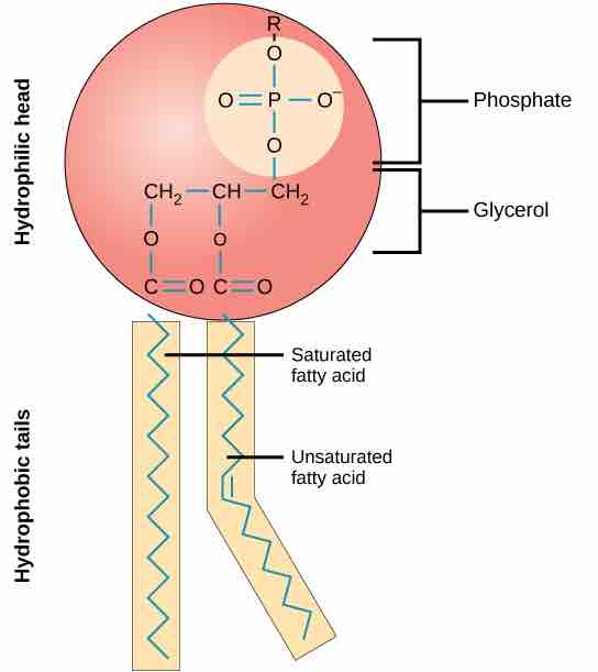 The structure of a phospholipid molecule