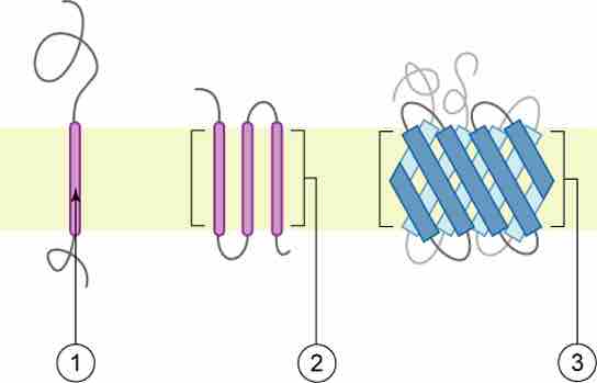 Structure of integral membrane proteins