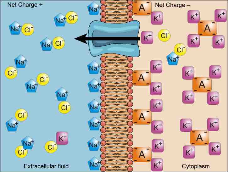 Electrochemical Gradient