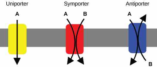 Uniporters, Symporters, and Antiporters