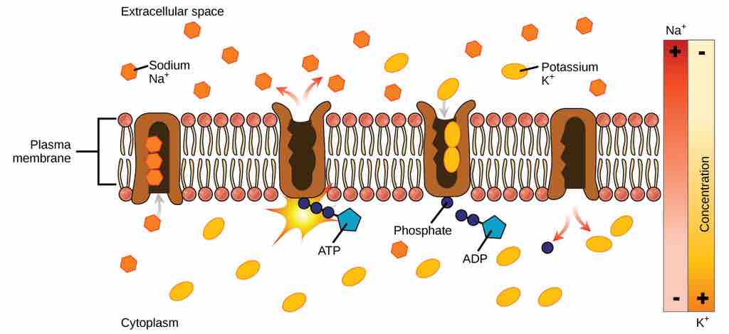 Active Transport of Sodium and Potassium