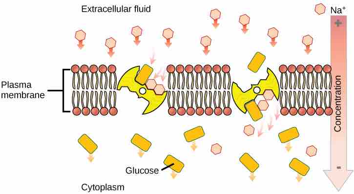 Secondary Active Transport