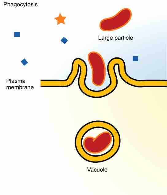 Phagocytosis