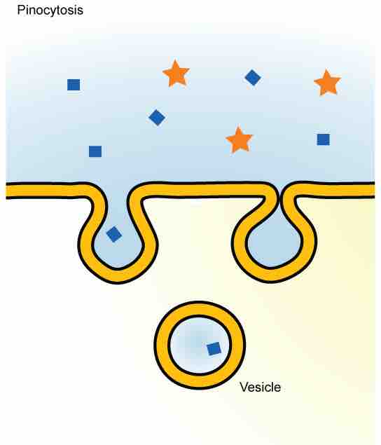 Pinocytosis