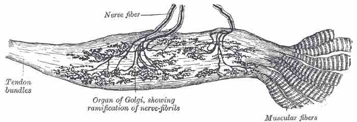 Golgi tendon organ