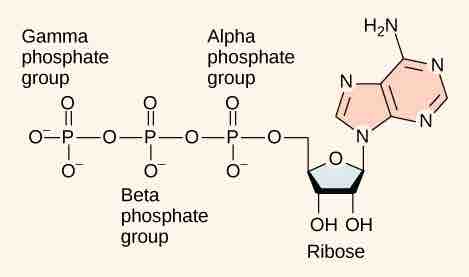 Adenosine triphosphate.