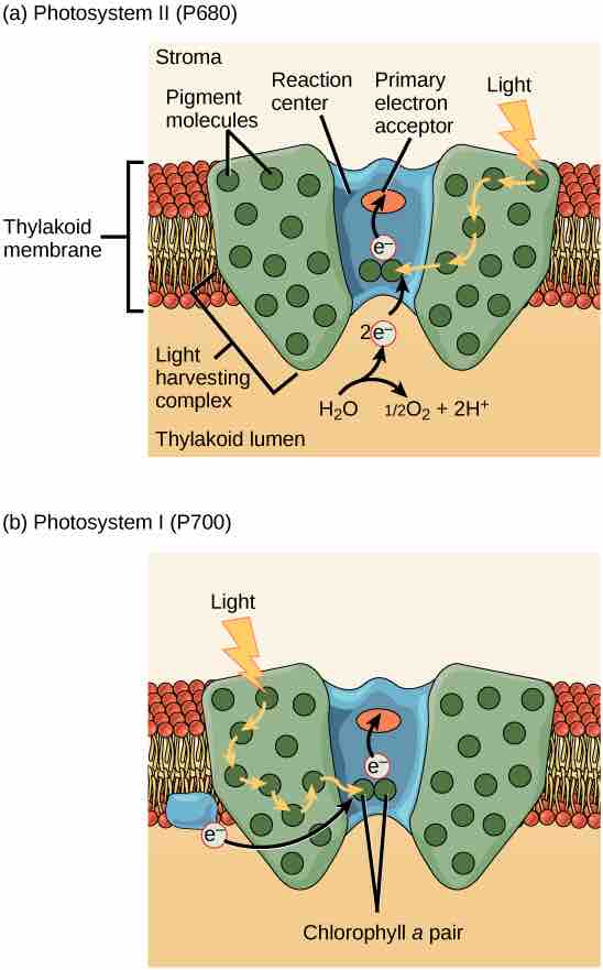 Photosystems I & II