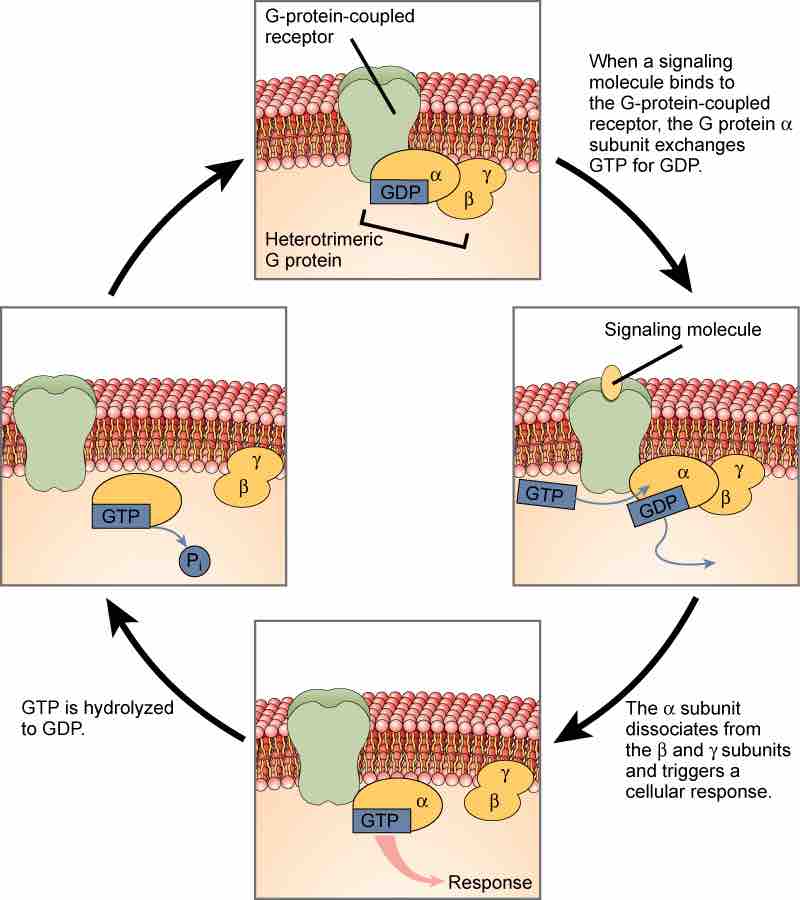 G-proteins