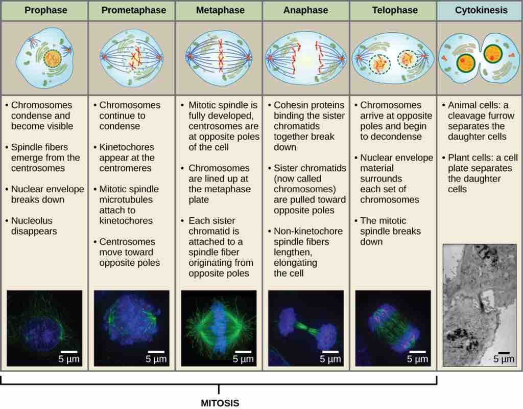Stages of the Cell Cycle
