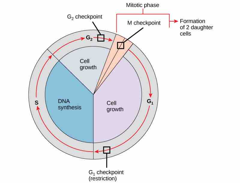 Internal Checkpoints During the Cell Cycle