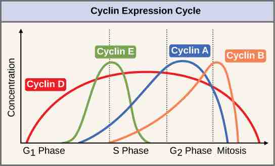 Cyclin Concentrations at Checkpoints