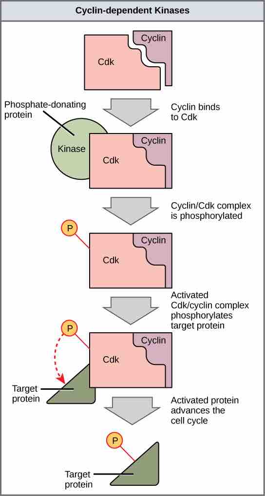 Activation of Cdks