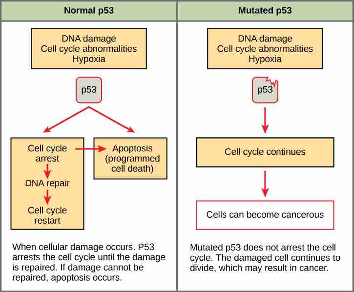 Function of Normal and Mutated p53 genes