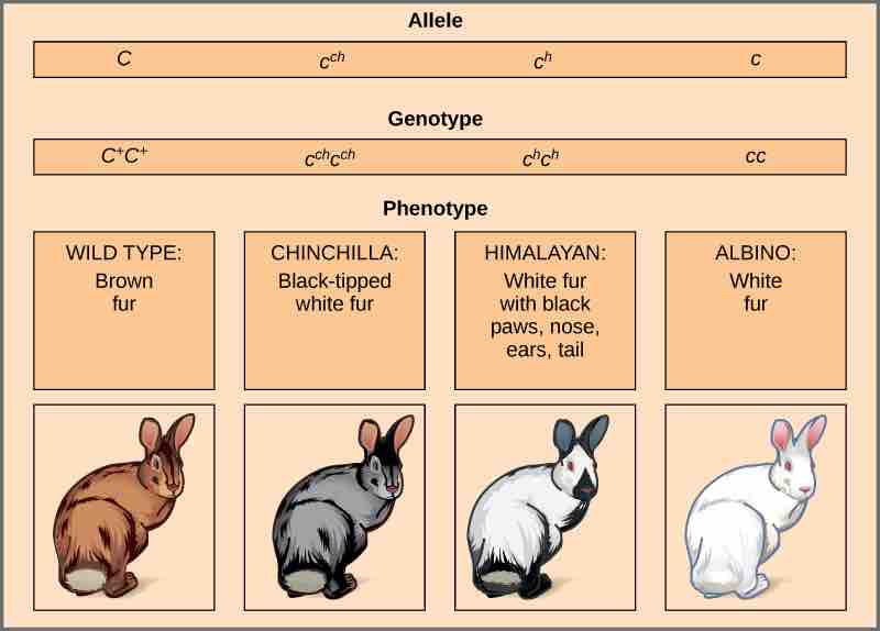 Example of multiple alleles for rabbit coat color