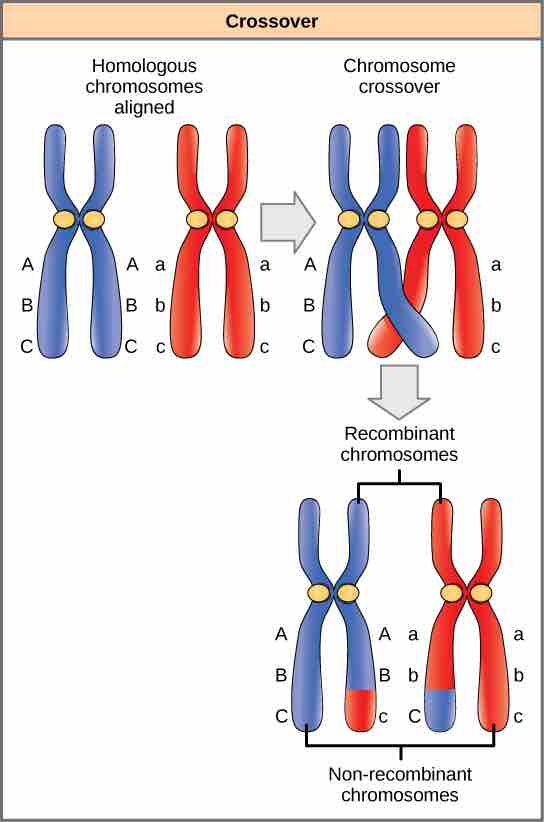 Linked genes can be separated by recombination