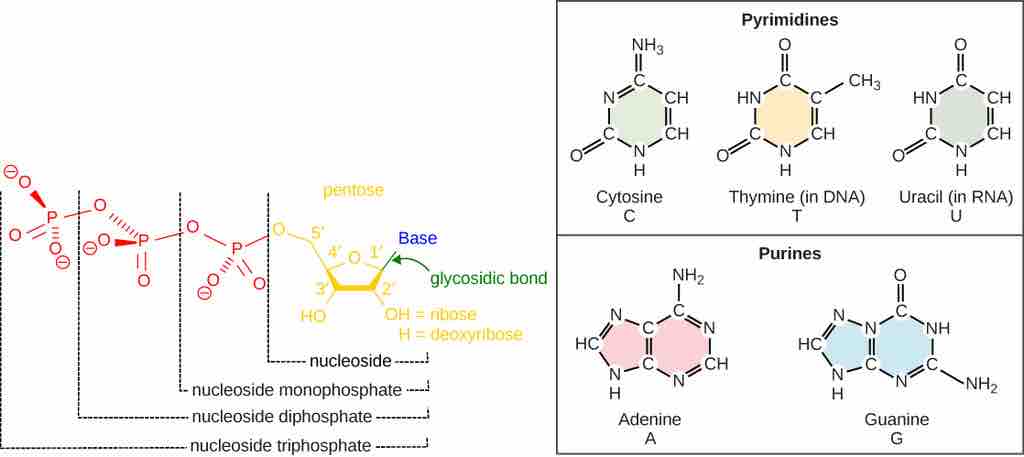 Nucleotide Structure