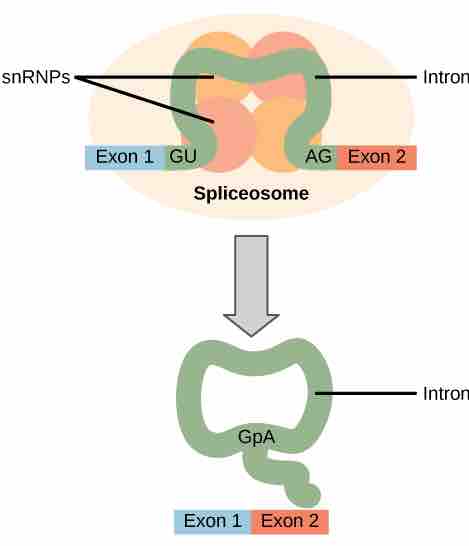 Pre-mRNA splicing