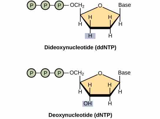 Structure of a Dideoxynucleotide