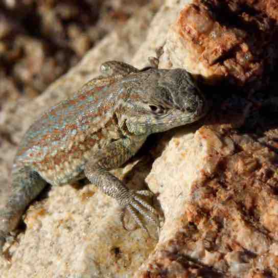 Frequency-dependent selection in side-blotched lizards