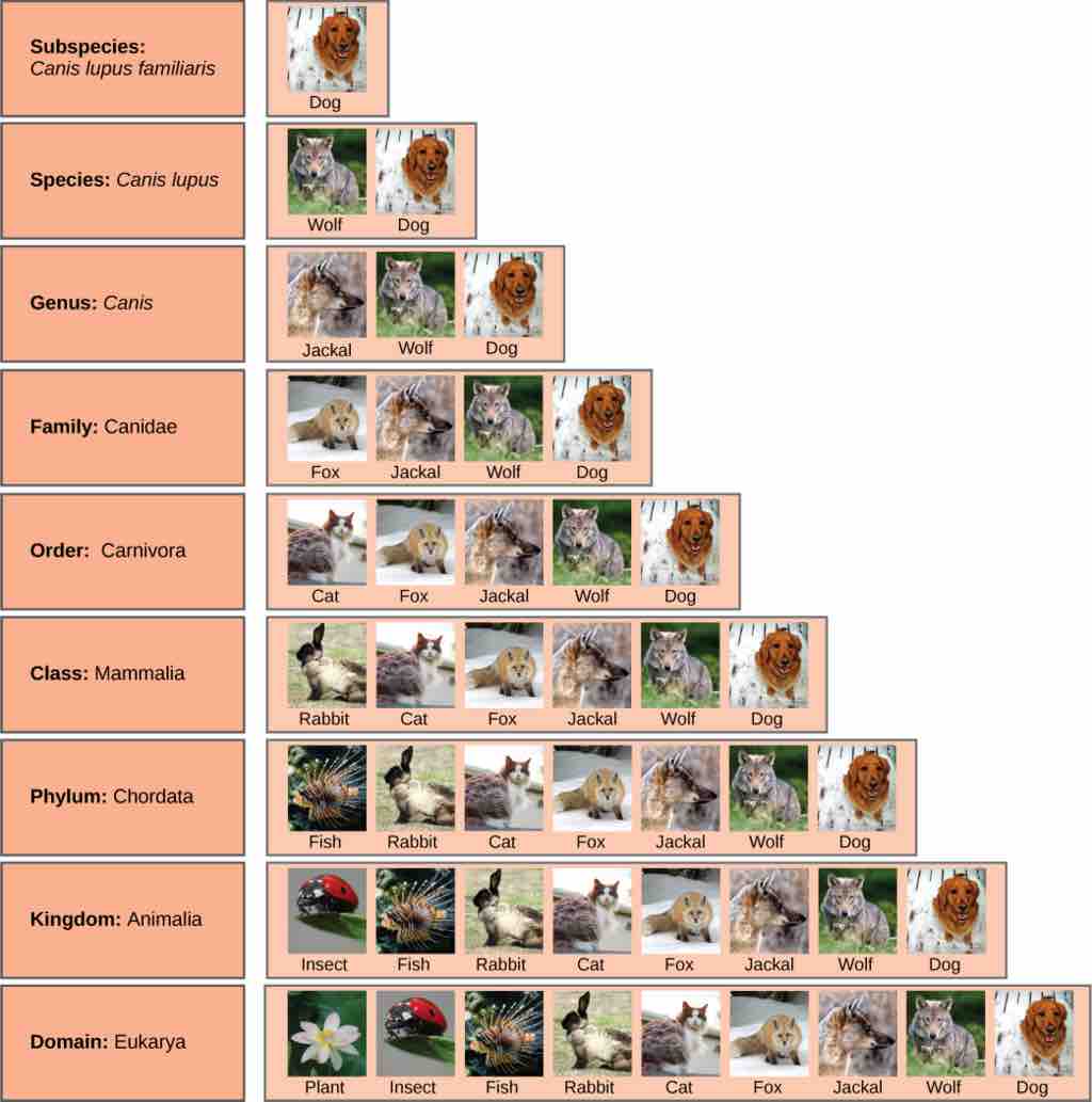Levels in taxonomic classification