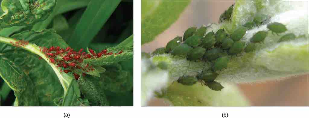 HGT within the aphid species
